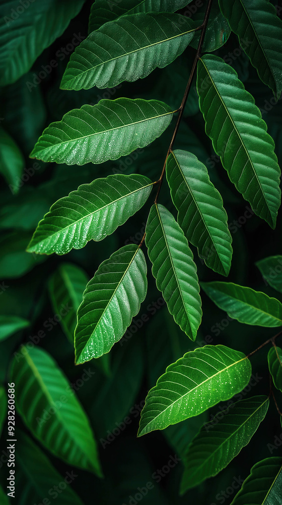 Poster abstract green leaf texture, tropical leaf foliage nature dark green background