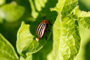 Colorado potato beetle on potato leaves. Macro