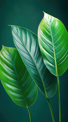 Abstract Green Leaf Texture, Tropical Leaf Foliage Nature Dark Green Background