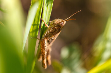 Fototapeta premium Portrait of a grasshopper in nature. Macro