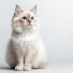 Adorable fluffy cat with striking blue eyes, sitting gracefully against a light background, perfect for pet lovers and cat enthusiasts.
