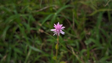"Nature Stock Image, Close-up of a Purple Bud in a Green Field with Soft Focus Background, Macro Photography, Bud, Flower, Plant, Outdoors, Grassland, Minimalist, Natural Beauty"