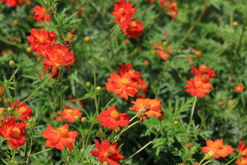 都心散歩　浜離宮の木々と花々
