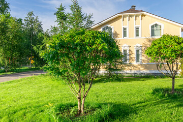 A house with a tree in front of it