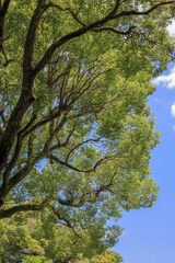 都心散歩　浜離宮の木々と花々