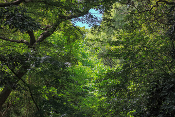 都心散歩　浜離宮の木々と花々
