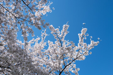 Beautiful spring tree blossoms against a blue sky background. Plum tree flowers. Spring Design. Blooming apple branch at spring garden. Easter banner. Spring flowers reason of allergy.