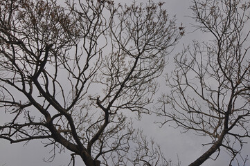 Dry tree and cloudy sky