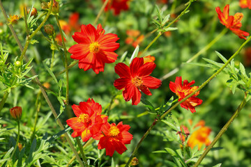 都心散歩　浜離宮の木々と花々