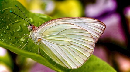 Butterfly insect nature tropical macro