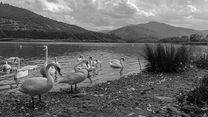 Landscapes -  Forest - Europe, Romania
