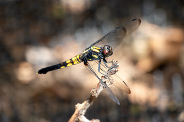 木の枝の先にとまったトンボ