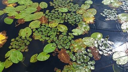 Lake shore overgrown with water lilies and reeds on a bright day