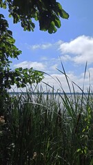 Lake shore overgrown with water lilies and reeds on a bright day