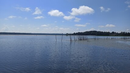 Lake shore overgrown with water lilies and reeds on a bright day