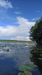 Lake shore overgrown with water lilies and reeds on a bright day