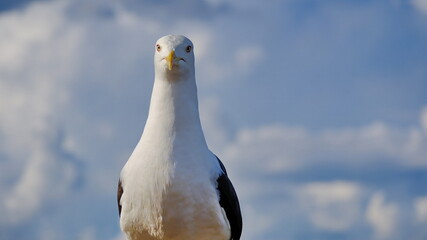 seagull against sky