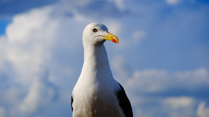 seagull on blue sky