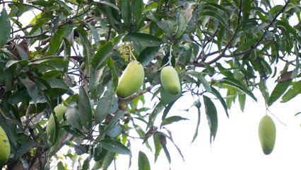 Mangoes Ready to Ripen on Tree