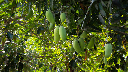 Mango Tree Bearing Fruit