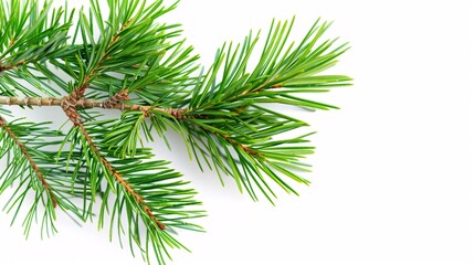 Fototapeta premium A solitary pine branch on a blank background.