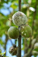 Phenacoccus manihoti or mealybugs interfere with plant growth