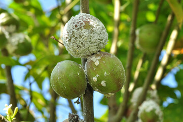 Phenacoccus manihoti or mealybugs interfere with plant growth
