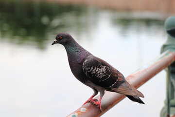 池の柵に止まってこちらを伺う鳩