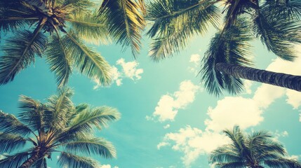 Fototapeta na wymiar Simple view of palm trees and blue sky