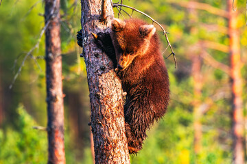 bear cub on a tree