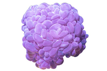 Plerogyra sinuosa coral isolated on isolated background, Coral on isolated background