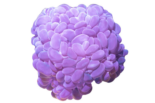 Plerogyra sinuosa coral isolated on isolated background, Coral on isolated background