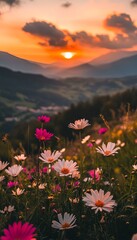 Fototapeta premium Sunset Over Mountain Meadow With Wildflowers