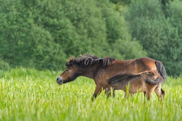 Exmoor pony (Equus ferus caballus), with beautiful green coloured background. Amazing endangered...