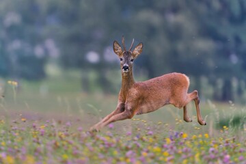 A beautiful roe deer jumps on the flowering meadow. Capreolus capreolus. A robuck runs in the grass. 