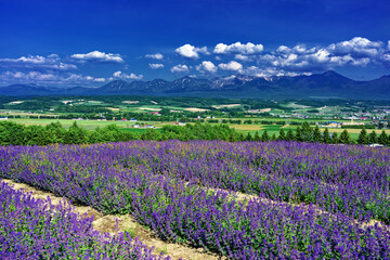 北海道・上富良野町 初夏の花畑の風景