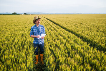 Fototapeta premium Farmer standing in his wheat field. He is examining crops.