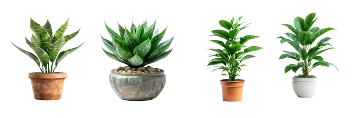 Collection of plant in pot isolated on transparent background. Generated AI
