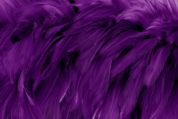 Fototapeta premium Beautiful Purple bird feathers pattern texture background.