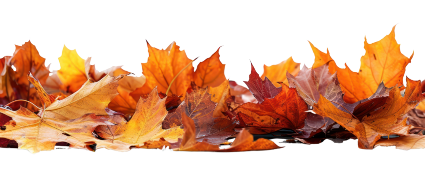PNG Autumn leaves on white background - Powered by Adobe