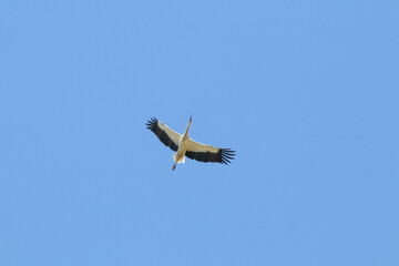 Stork. Bird A bird in autumn migration. Stork (Ciconia ciconia) flying on blue sky background.	