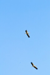 Two stork on autumn migration. Stork (Ciconia ciconia) flying on blue sky background. Bird, animal. Wildlife. 