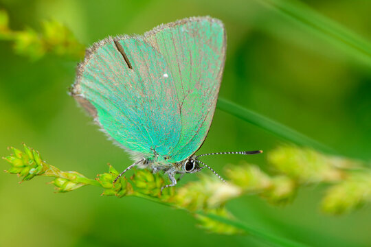 Green Hairstreak butterfly on twig of plant in forest