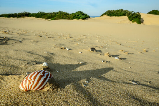 Shells on sand at beach in Eastern Cape, South Africa