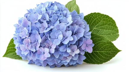 A detailed image of a single hydrangea flower with blue petals, isolated on a white background