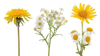 Isolated chamomile flowers on white background. Photo shows chrysanthemum flowers on white background. Beautiful yellow dandelion flowers isolated on white background.