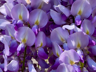 Blooming Wisteria Sinensis with scented classic purple flowersin full bloom in hanging racemes on the wind closeup. Garden with wisteria in spring.