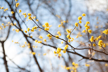 Cornus officinalis