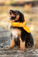 Happy Black puppy mutt dog with yellow scarf