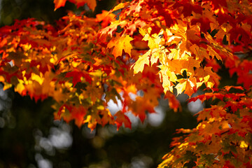 Foliage in the park. Autumn fall leaves of maple trees. Autumn fall leaves in sunlight. Natural autumn background. Autumnal background. Foliage, falling leaves background. Autumn leaf.